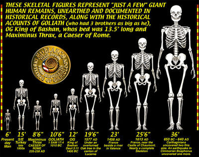 Giant Skeletons Chart, NONOrthodoxy.com
